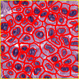 ../../../_images/qupath_cells.png